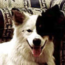 Blaze was adopted in September, 2005